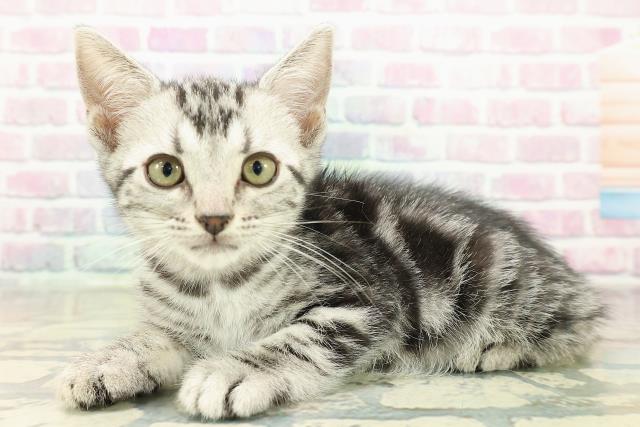 北海道のアメリカンショートヘアー (Coo&RIKU北見店/2025年10月11日生まれ/女の子/シルバータビー)の子猫の2枚目の画像