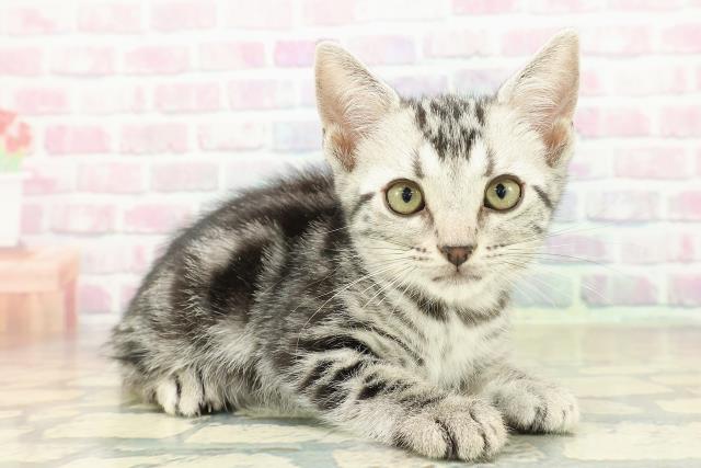 北海道のアメリカンショートヘアー (Coo&RIKU北見店/2025年10月11日生まれ/女の子/シルバータビー)の子猫の3枚目の画像