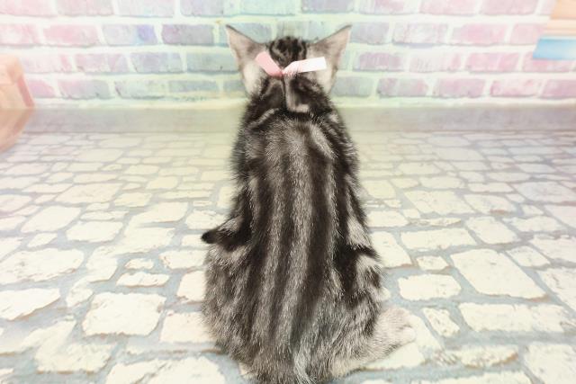 北海道のアメリカンショートヘアー (Coo&RIKU北見店/2025年10月11日生まれ/女の子/シルバータビー)の子猫の4枚目の画像