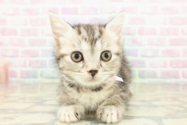 神奈川県のスコティッシュフォールド (Coo&RIKU横浜旭店/2025年10月13日生まれ/女の子/シルバーパッチドタビー)の子猫の1枚目の画像