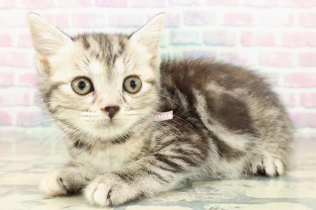 神奈川県のスコティッシュフォールド (Coo&RIKU横浜旭店/2025年10月13日生まれ/女の子/シルバーパッチドタビー)の子猫の2枚目の画像