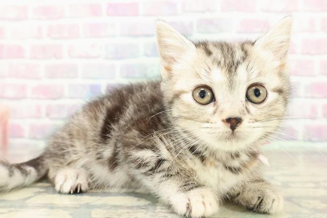 神奈川県のスコティッシュフォールド (Coo&RIKU横浜旭店/2025年10月13日生まれ/女の子/シルバーパッチドタビー)の子猫の3枚目の画像