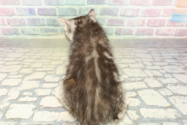 神奈川県のスコティッシュフォールド (Coo&RIKU横浜旭店/2025年10月13日生まれ/女の子/シルバーパッチドタビー)の子猫の4枚目の画像