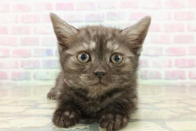 千葉県のスコティッシュフォールド (Coo&RIKU東金店/2025年10月13日生まれ/女の子/ブラックスモーク)の子猫の1枚目の画像