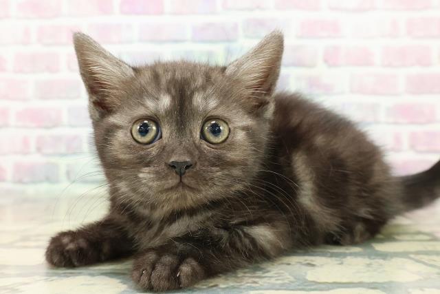 千葉県のスコティッシュフォールド (Coo&RIKU東金店/2025年10月13日生まれ/女の子/ブラックスモーク)の子猫の2枚目の画像