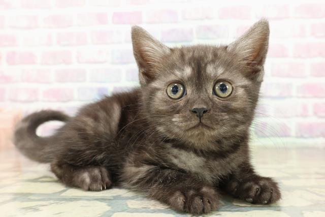 千葉県のスコティッシュフォールド (Coo&RIKU東金店/2025年10月13日生まれ/女の子/ブラックスモーク)の子猫の3枚目の画像