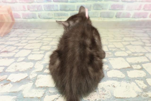 千葉県のスコティッシュフォールド (Coo&RIKU東金店/2025年10月13日生まれ/女の子/ブラックスモーク)の子猫の4枚目の画像