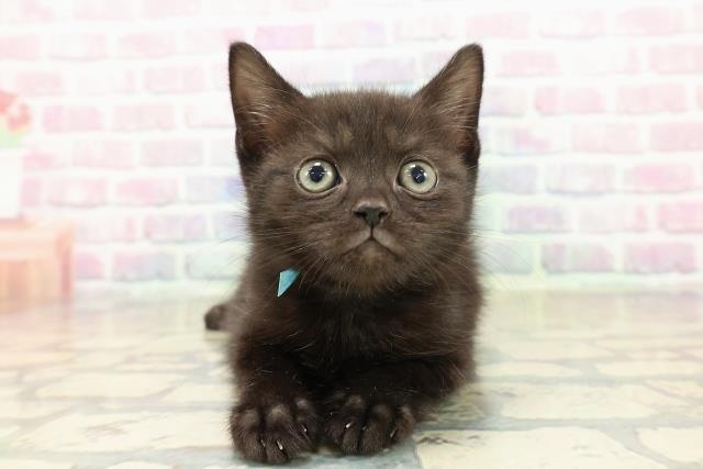 北海道のスコティッシュフォールド (Coo&RIKU苫小牧店/2025年10月13日生まれ/男の子/ブラック)の子猫