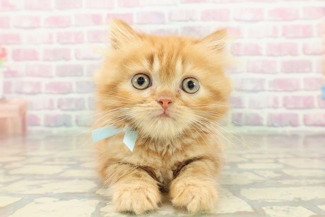 青森県のミヌエット (Coo&RIKU青森店/2025年10月15日生まれ/男の子/レッドタビー)の子猫の1枚目の画像