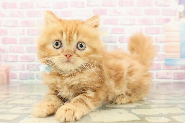 青森県のミヌエット (Coo&RIKU青森店/2025年10月15日生まれ/男の子/レッドタビー)の子猫の2枚目の画像