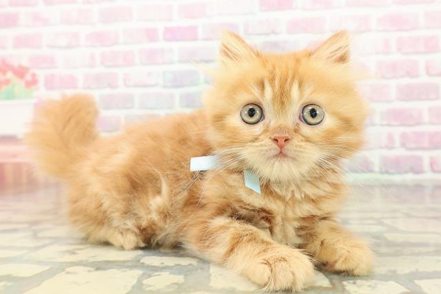 青森県のミヌエット (Coo&RIKU青森店/2025年10月15日生まれ/男の子/レッドタビー)の子猫の3枚目の画像