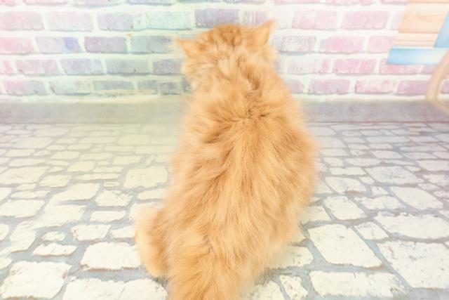 青森県のミヌエット (Coo&RIKU青森店/2025年10月15日生まれ/男の子/レッドタビー)の子猫の4枚目の画像