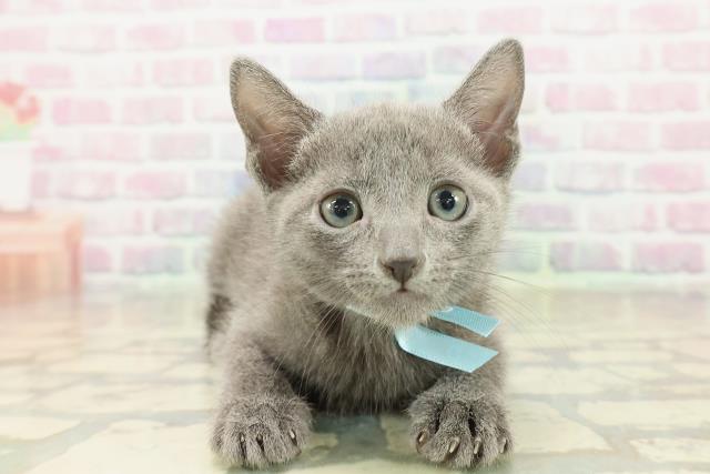 岩手県のロシアンブルー (Coo&RIKU岩手盛岡店/2025年10月19日生まれ/男の子/ブルー)の子猫の1枚目の画像