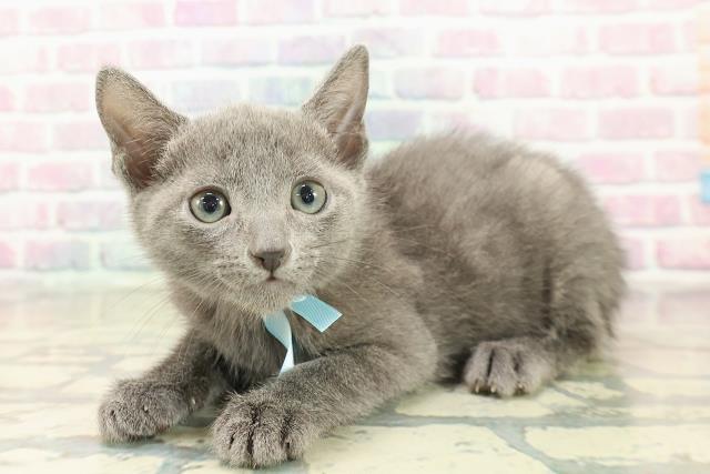 岩手県のロシアンブルー (Coo&RIKU岩手盛岡店/2025年10月19日生まれ/男の子/ブルー)の子猫の2枚目の画像