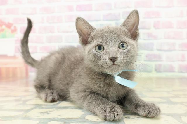 岩手県のロシアンブルー (Coo&RIKU岩手盛岡店/2025年10月19日生まれ/男の子/ブルー)の子猫の3枚目の画像