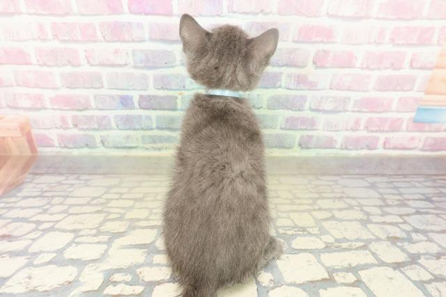 岩手県のロシアンブルー (Coo&RIKU岩手盛岡店/2025年10月19日生まれ/男の子/ブルー)の子猫の4枚目の画像