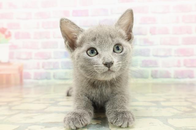 愛媛県のロシアンブルー (Coo&RIKU愛媛松山店/2025年10月19日生まれ/女の子/ブルー)の子猫の1枚目の画像