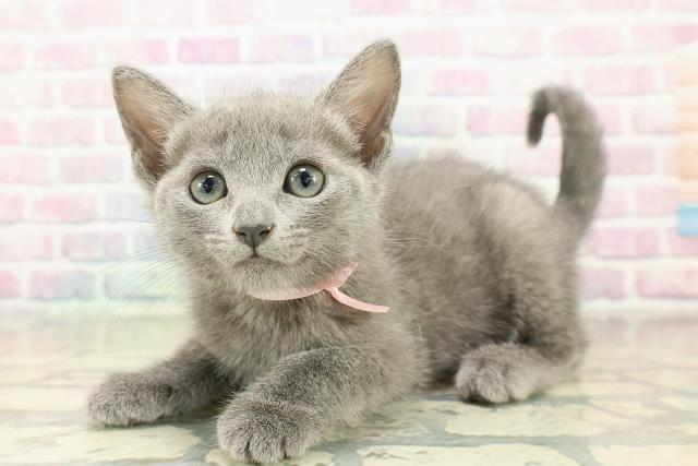 愛媛県のロシアンブルー (Coo&RIKU愛媛松山店/2025年10月19日生まれ/女の子/ブルー)の子猫の2枚目の画像