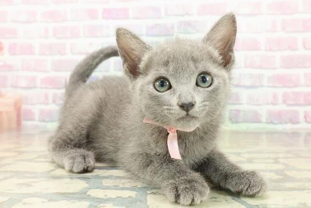 愛媛県のロシアンブルー (Coo&RIKU愛媛松山店/2025年10月19日生まれ/女の子/ブルー)の子猫の3枚目の画像