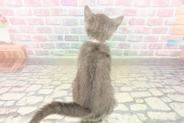 愛媛県のロシアンブルー (Coo&RIKU愛媛松山店/2025年10月19日生まれ/女の子/ブルー)の子猫の4枚目の画像