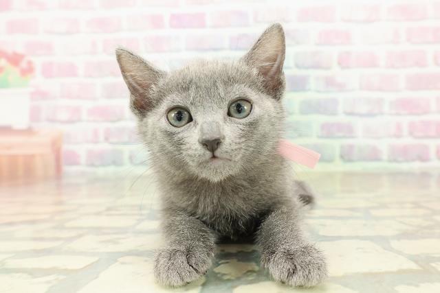 新潟県のロシアンブルー (Coo&RIKU新潟東店/2025年10月19日生まれ/女の子/ブルー)の子猫