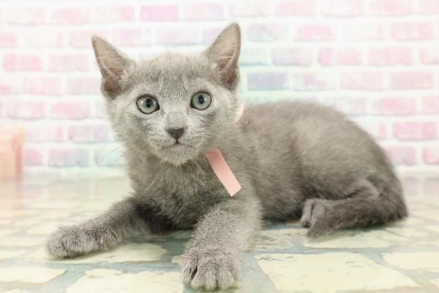 新潟県のロシアンブルー (Coo&RIKU新潟東店/2025年10月19日生まれ/女の子/ブルー)の子猫の2枚目の画像