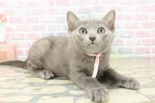 新潟県のロシアンブルー (Coo&RIKU新潟東店/2025年10月19日生まれ/女の子/ブルー)の子猫の3枚目の画像