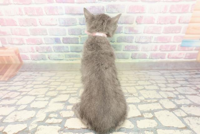 新潟県のロシアンブルー (Coo&RIKU新潟東店/2025年10月19日生まれ/女の子/ブルー)の子猫の4枚目の画像