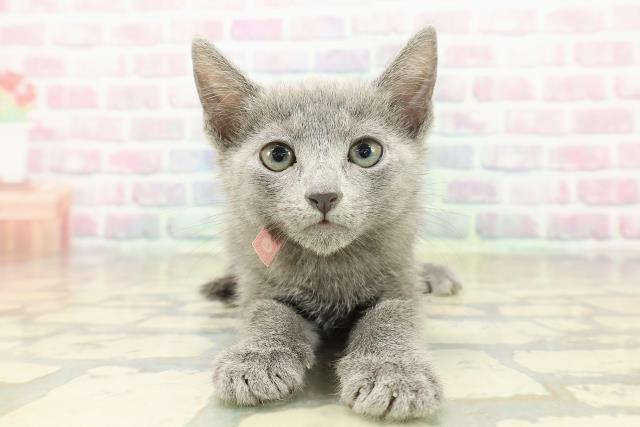 神奈川県のロシアンブルー (Coo&RIKU横須賀店/2025年10月19日生まれ/女の子/ブルー)の子猫の1枚目の画像