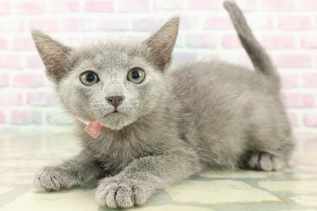 神奈川県のロシアンブルー (Coo&RIKU横須賀店/2025年10月19日生まれ/女の子/ブルー)の子猫の2枚目の画像