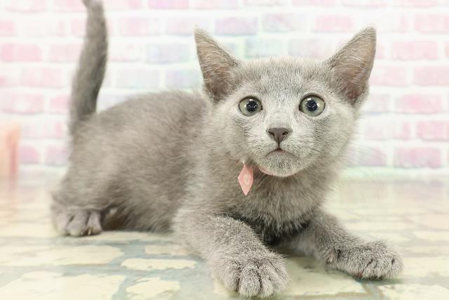 神奈川県のロシアンブルー (Coo&RIKU横須賀店/2025年10月19日生まれ/女の子/ブルー)の子猫の3枚目の画像