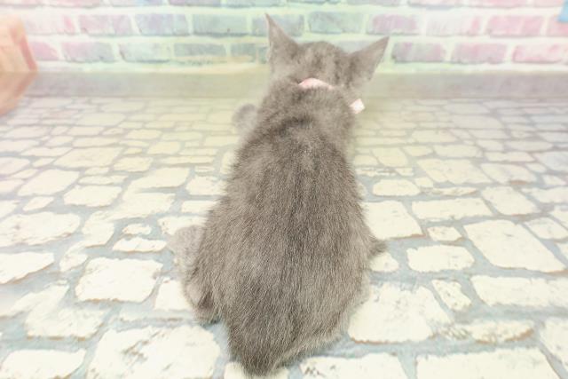 神奈川県のロシアンブルー (Coo&RIKU横須賀店/2025年10月19日生まれ/女の子/ブルー)の子猫の4枚目の画像
