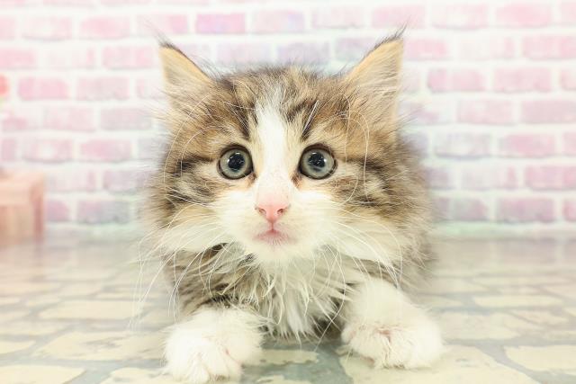 宮城県のノルウェージャンフォレストキャット (Coo&RIKU仙台太白店/2025年10月19日生まれ/男の子/ブラウンタビーホワイト)の子猫の1枚目の画像