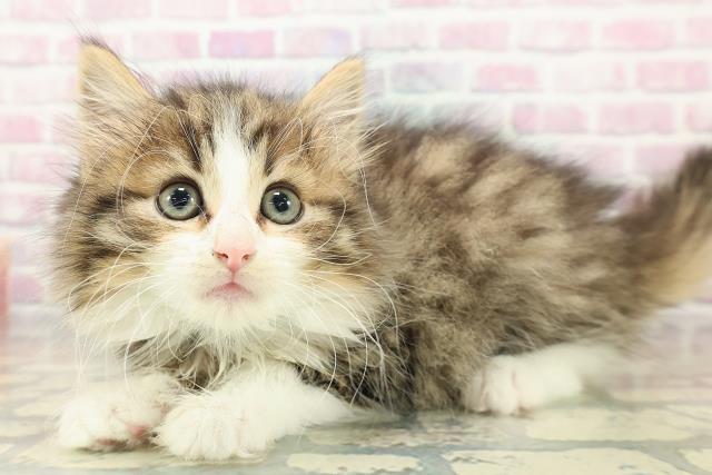 宮城県のノルウェージャンフォレストキャット (Coo&RIKU仙台太白店/2025年10月19日生まれ/男の子/ブラウンタビーホワイト)の子猫の2枚目の画像