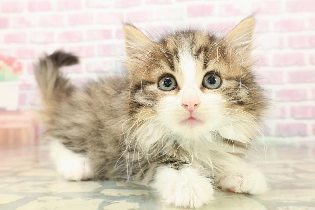 宮城県のノルウェージャンフォレストキャット (Coo&RIKU仙台太白店/2025年10月19日生まれ/男の子/ブラウンタビーホワイト)の子猫の3枚目の画像