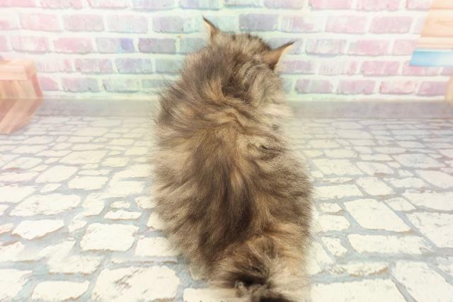 宮城県のノルウェージャンフォレストキャット (Coo&RIKU仙台太白店/2025年10月19日生まれ/男の子/ブラウンタビーホワイト)の子猫の4枚目の画像