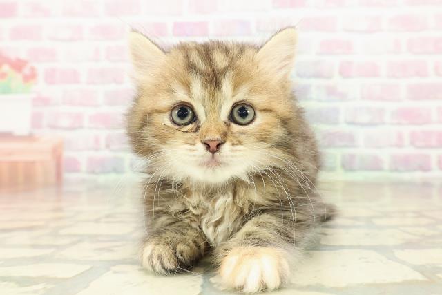 青森県のミヌエット (Coo&RIKU八戸店/2025年10月20日生まれ/女の子/ブラウンパッチドタビー)の子猫の1枚目の画像