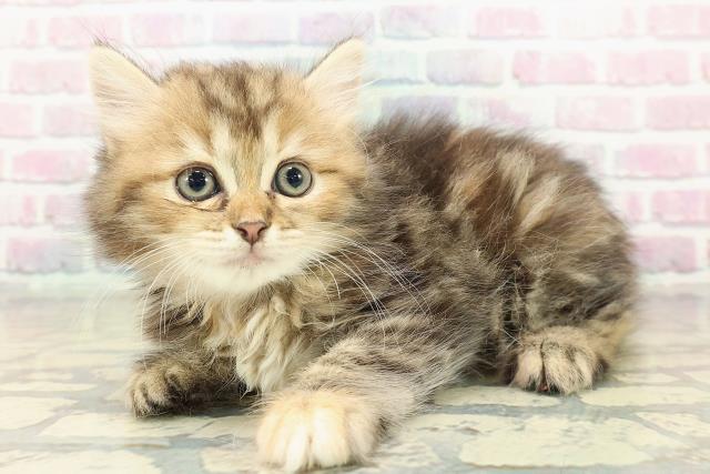 青森県のミヌエット (Coo&RIKU八戸店/2025年10月20日生まれ/女の子/ブラウンパッチドタビー)の子猫の2枚目の画像