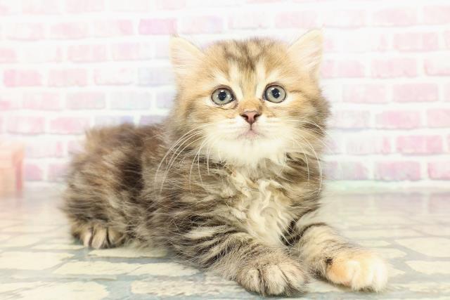 青森県のミヌエット (Coo&RIKU八戸店/2025年10月20日生まれ/女の子/ブラウンパッチドタビー)の子猫の3枚目の画像