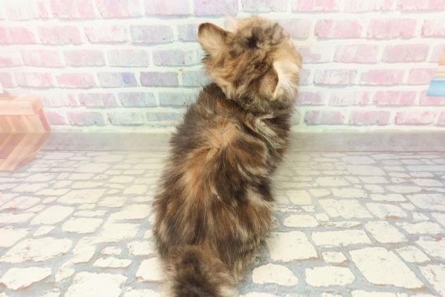 青森県のミヌエット (Coo&RIKU八戸店/2025年10月20日生まれ/女の子/ブラウンパッチドタビー)の子猫の4枚目の画像