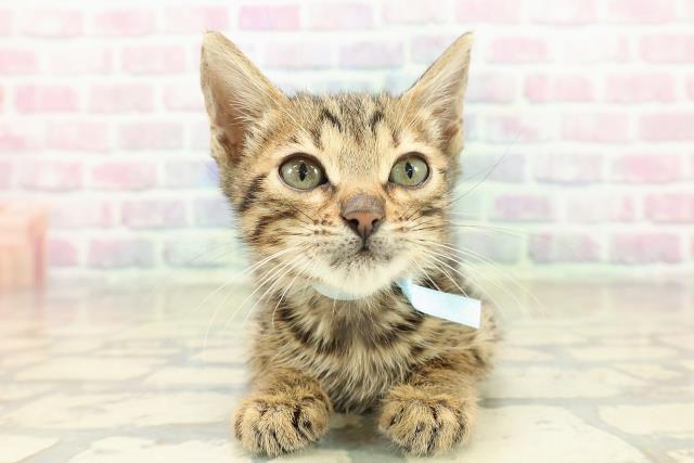 神奈川県のベンガル (Coo&RIKU横須賀店/2025年9月27日生まれ/男の子/ブラウンスポットタビー)の子猫の1枚目の画像