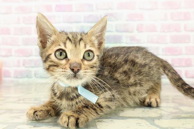 神奈川県のベンガル (Coo&RIKU横須賀店/2025年9月27日生まれ/男の子/ブラウンスポットタビー)の子猫の2枚目の画像