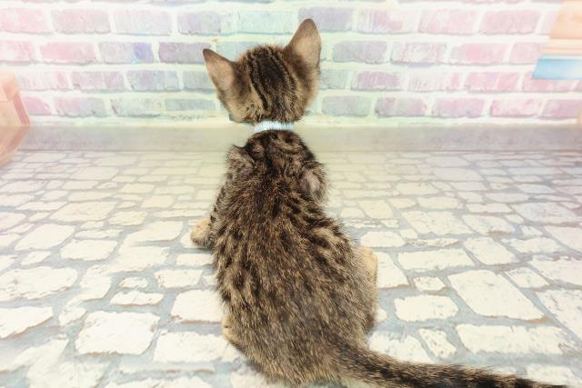 神奈川県のベンガル (Coo&RIKU横須賀店/2025年9月27日生まれ/男の子/ブラウンスポットタビー)の子猫の4枚目の画像