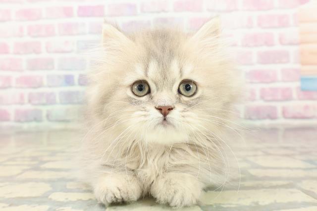 北海道のミヌエット (Coo&RIKU釧路店/2025年9月29日生まれ/女の子/ブルーパッチドタビー)の子猫の1枚目の画像