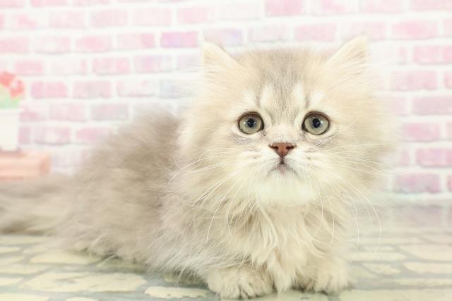 北海道のミヌエット (Coo&RIKU釧路店/2025年9月29日生まれ/女の子/ブルーパッチドタビー)の子猫の3枚目の画像