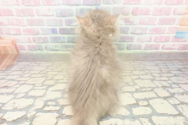 北海道のミヌエット (Coo&RIKU釧路店/2025年9月29日生まれ/女の子/ブルーパッチドタビー)の子猫の4枚目の画像