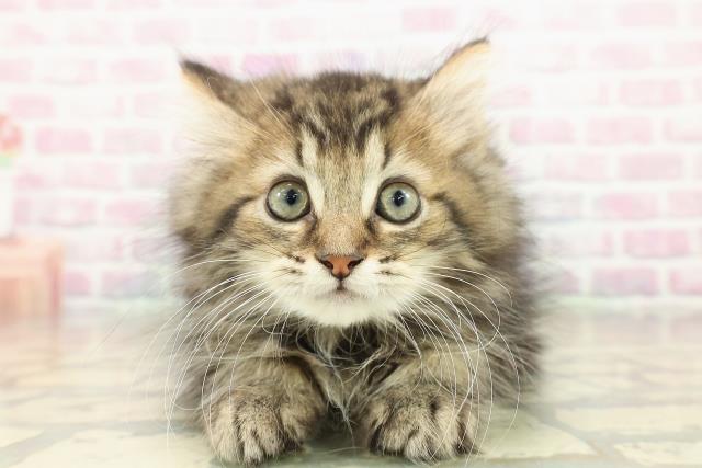 秋田県のミヌエット (Coo&RIKU秋田店/2025年10月1日生まれ/男の子/ブラウンタビー)の子猫の1枚目の画像