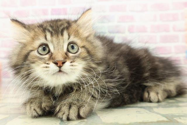 秋田県のミヌエット (Coo&RIKU秋田店/2025年10月1日生まれ/男の子/ブラウンタビー)の子猫の2枚目の画像