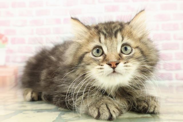 秋田県のミヌエット (Coo&RIKU秋田店/2025年10月1日生まれ/男の子/ブラウンタビー)の子猫の3枚目の画像