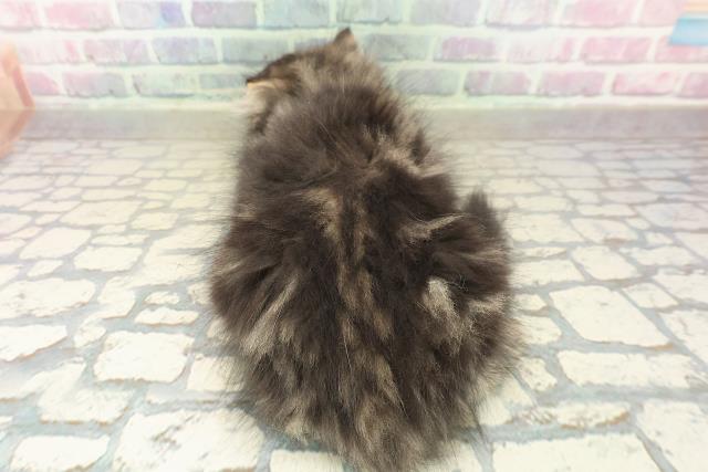 秋田県のミヌエット (Coo&RIKU秋田店/2025年10月1日生まれ/男の子/ブラウンタビー)の子猫の4枚目の画像